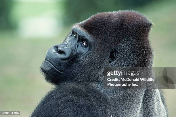lowland gorilla looking over shoulder - gorilla stock pictures, royalty-free photos & images