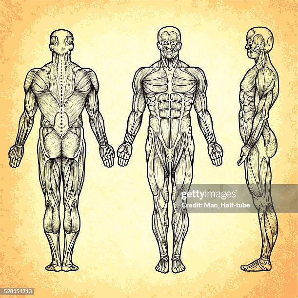 ilustraciones, imágenes clip art, dibujos animados e iconos de stock de hombre anatomía - músculo humano
