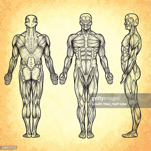 bildbanksillustrationer, clip art samt tecknat material och ikoner med male anatomy - människomuskel