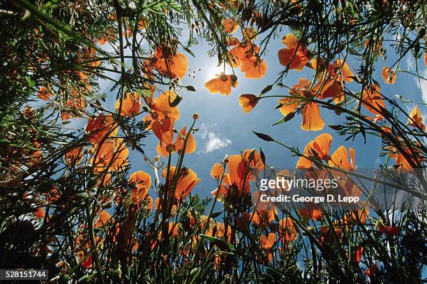 blue sky through california poppies - california poppies stock pictures, royalty-free photos & images