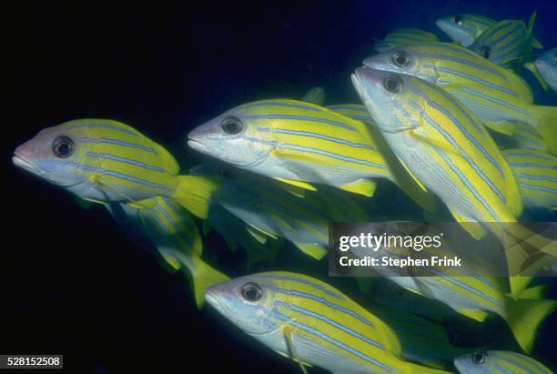 bluelined snappers - goldstreifenschnapper stock-fotos und bilder