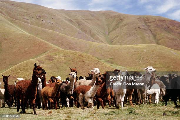 herd of alpacas - alpaka stock-fotos und bilder