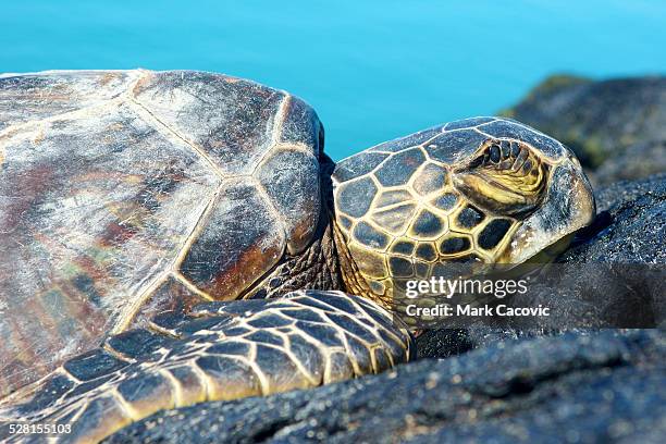 sleeping green sea turtle - kailua kona stock pictures, royalty-free photos & images