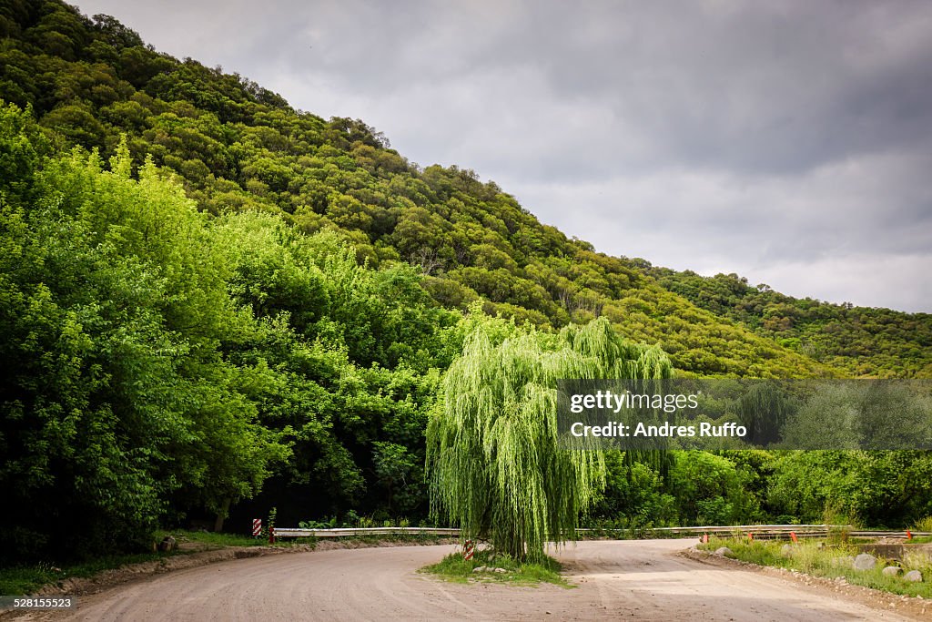 La Quebrada, tree on hillside near Wate