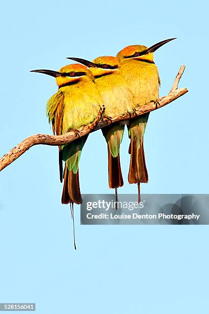 rainbow bee eaters - darwin australia 個照片及圖片檔