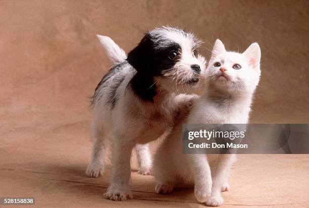 puppy and kitten playing - dogs and cats foto e immagini stock