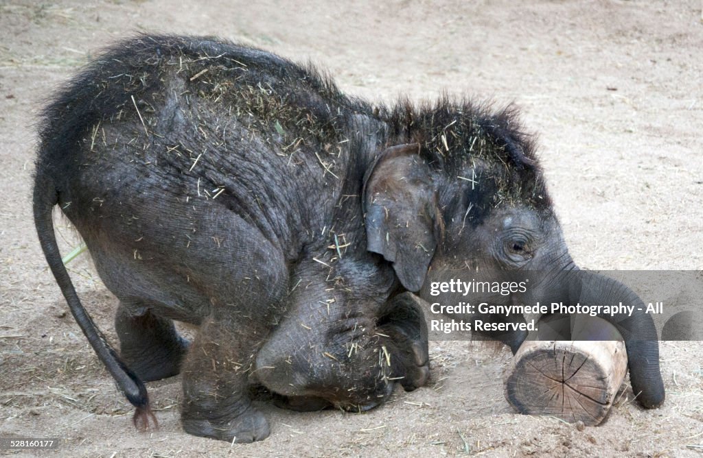 Baby Elephant Playing