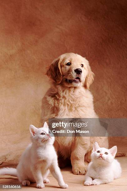 golden retriever puppy posing with kittens - purity stock pictures, royalty-free photos & images