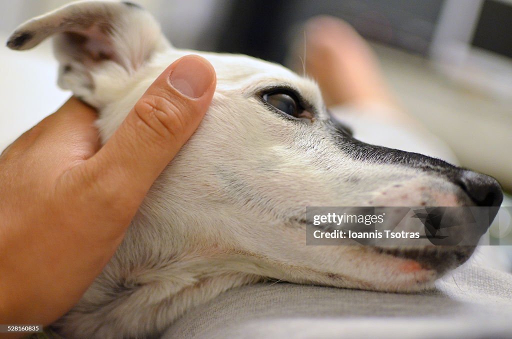 Dog enjoying a human touch