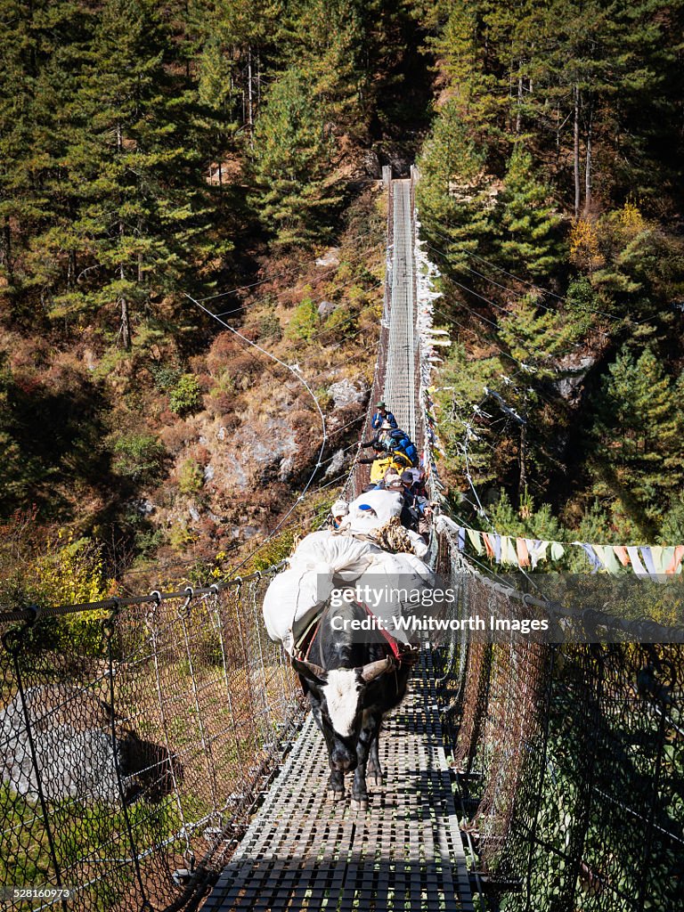 Yaks on Suspension Bridge in Nepal