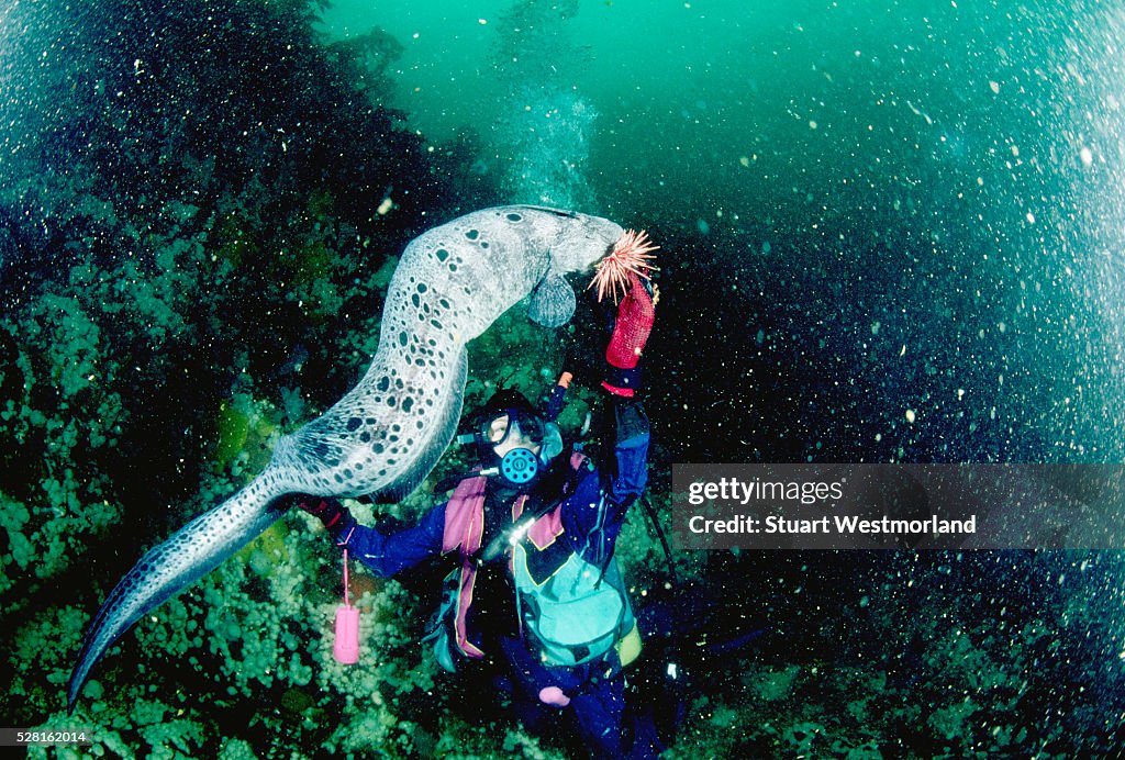 Diver Feeds a Wolf-Eel