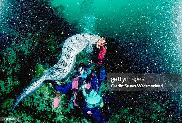 diver feeds a wolf-eel - wolf eel stock pictures, royalty-free photos & images