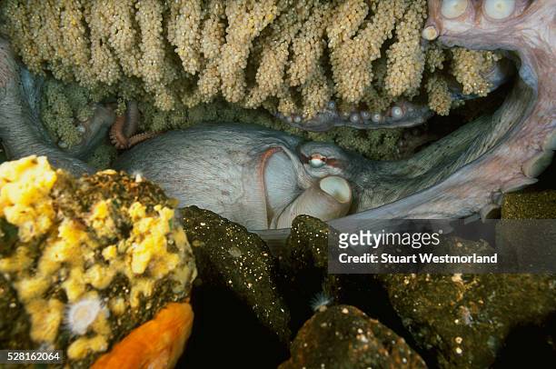giant pacific octopus mother and eggs - female animal stock pictures, royalty-free photos & images