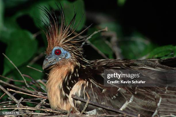 hoatzin - hoatzin stock pictures, royalty-free photos & images