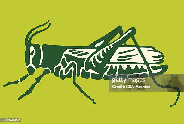 grasshopper - grasshopper stock illustrations