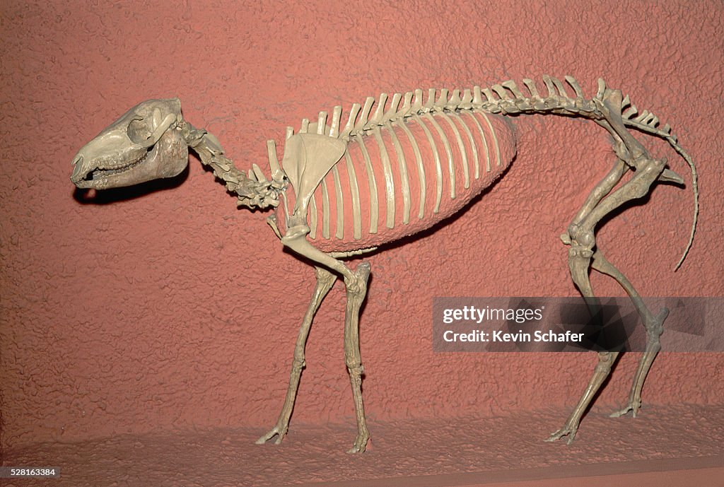 Oligocene Mesohippus Horse Fossil