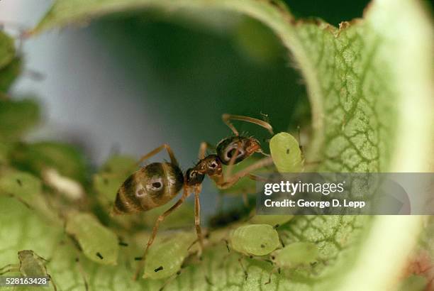 argentine ant farming aphids - aphid stock-fotos und bilder