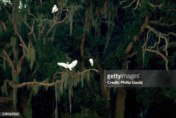 egrets on live oak - sumpf stock-fotos und bilder