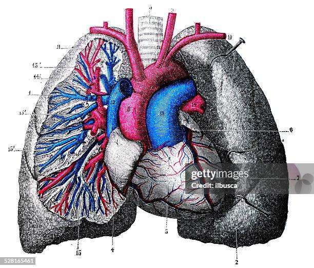 illustrations, cliparts, dessins animés et icônes de antique scientifique médicale illustrations haute résolution: lung les veines et artères - illustration biomédicale