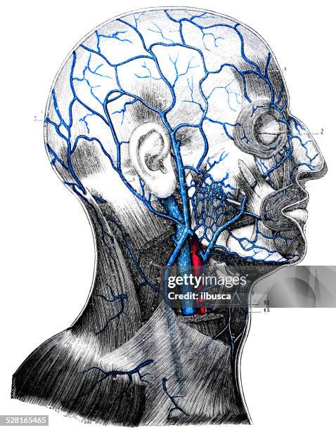 stockillustraties, clipart, cartoons en iconen met antique medical scientific illustration high-resolution: head veins - menselijke slagader