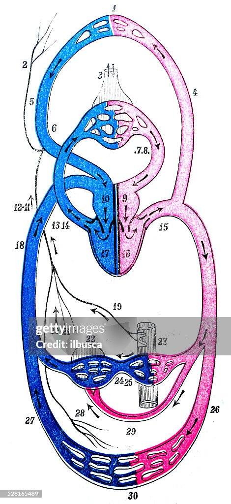 Antique medical scientific illustration high-resolution: Circulatory system in Vertebrate