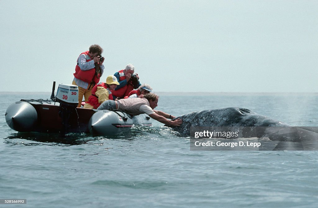 Tourist Petting Gray Whale