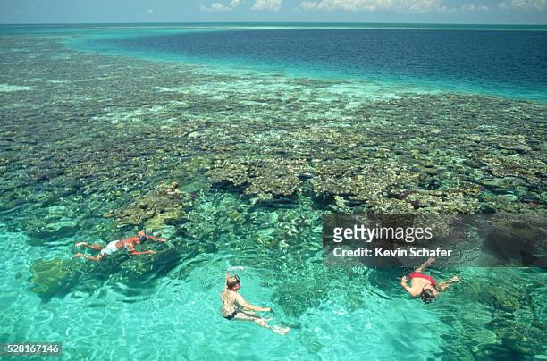 snorkeling along lighthouse reef - great blue hole imagens e fotografias de stock