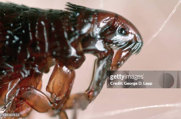 flea on dog - dog flea stock pictures, royalty-free photos & images