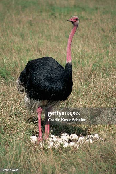 male ostrich protecting nest of eggs - animal mâle photos et images de collection