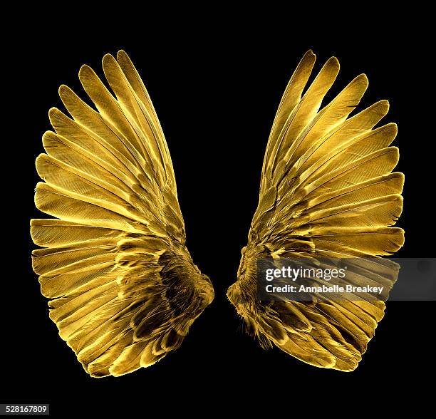 gold wings - 羽 ストックフォトと画像