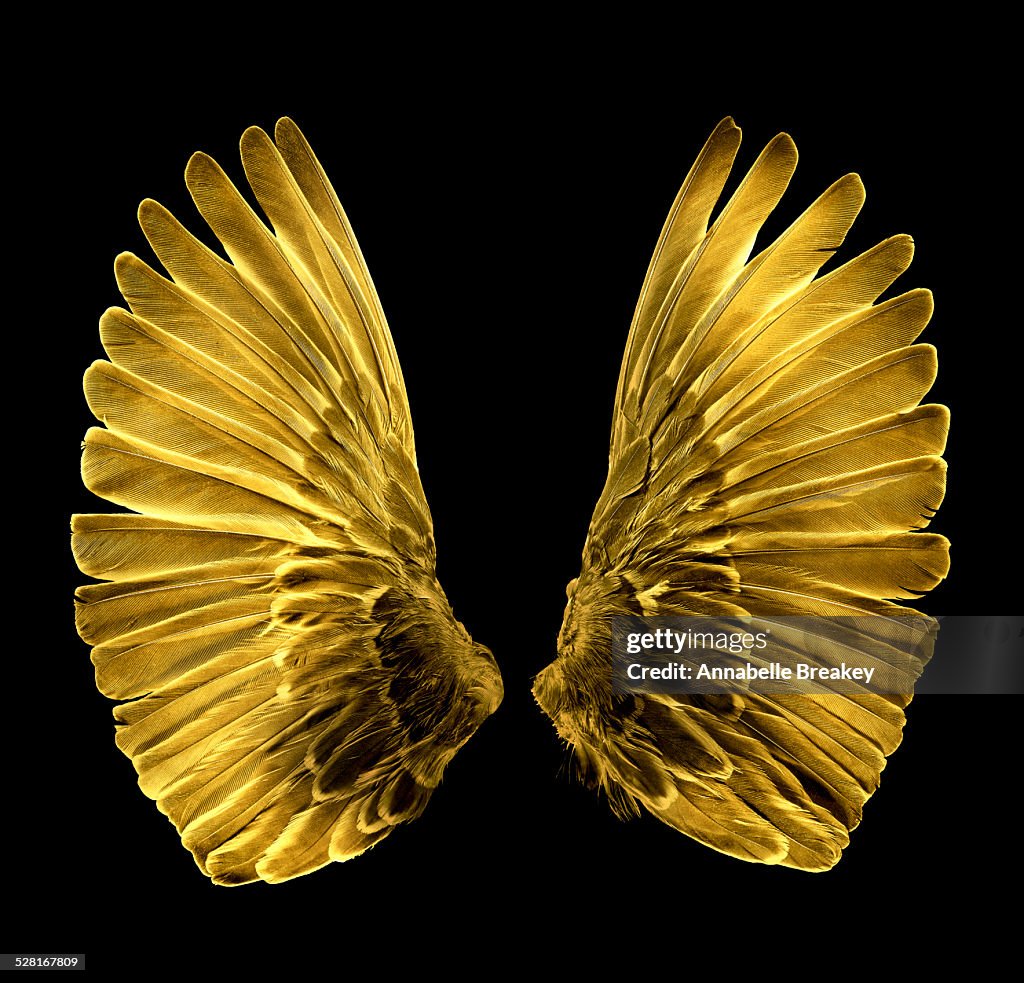 Gold Wings