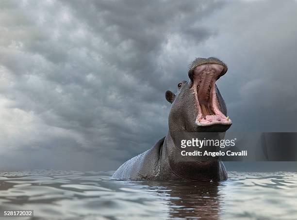 hippo (hippopotamus amphibius) in pond - hippopotamus stock pictures, royalty-free photos & images
