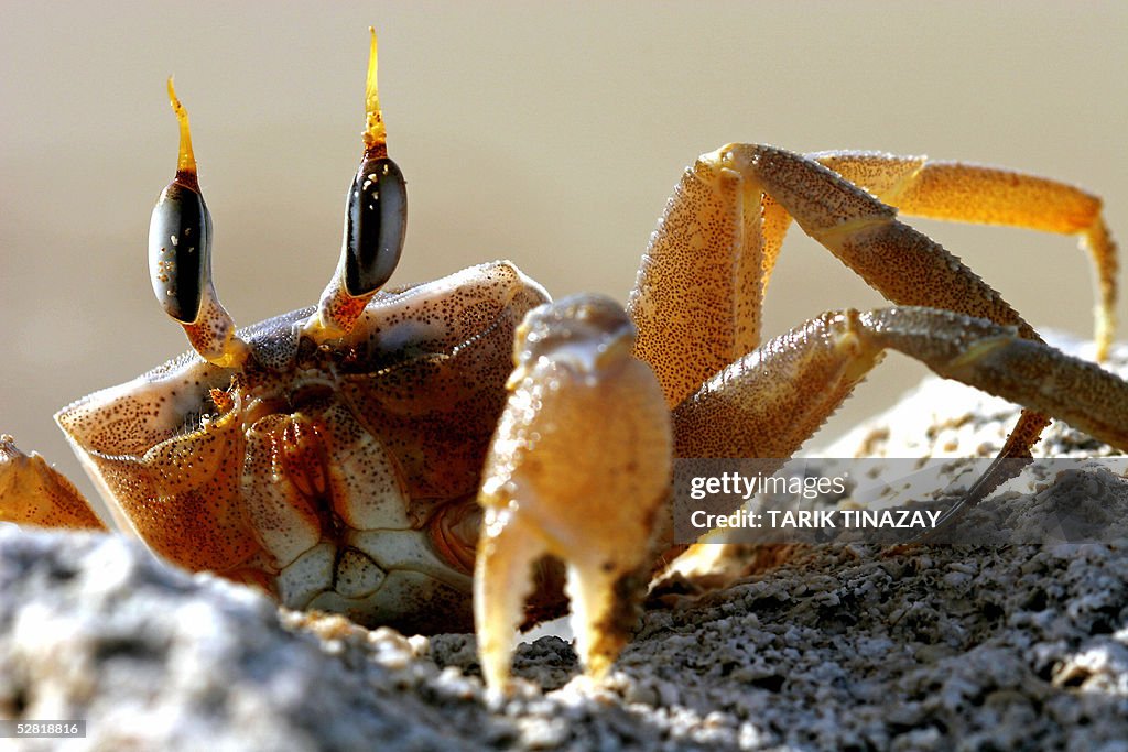 A crab sits in the sand at Riso Karpaso