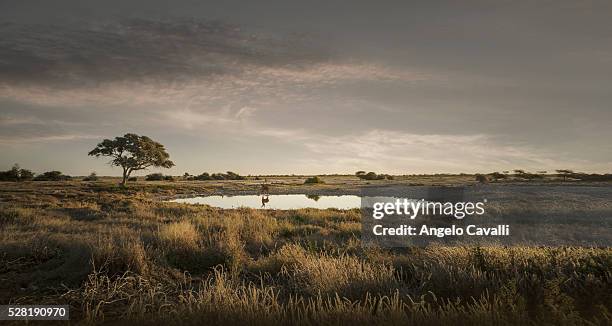 impala reflecting in a pond in etosha national park. - parc national d'etosha photos et images de collection