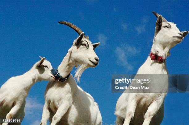 goat family - goat wearing collar stock-fotos und bilder