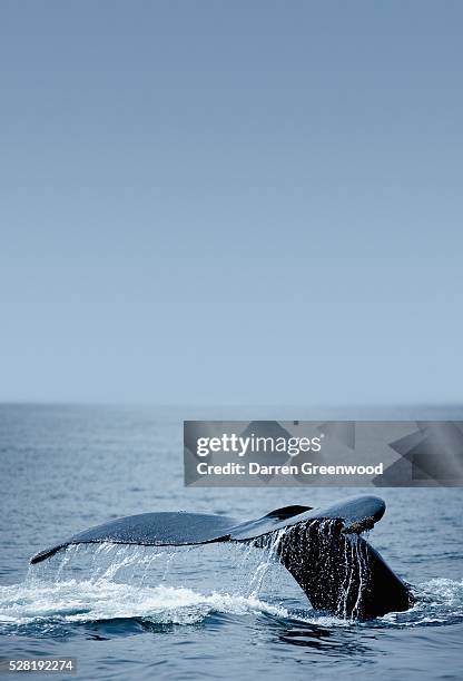 humpback whale tail fin - humpback whale tail stock pictures, royalty-free photos & images