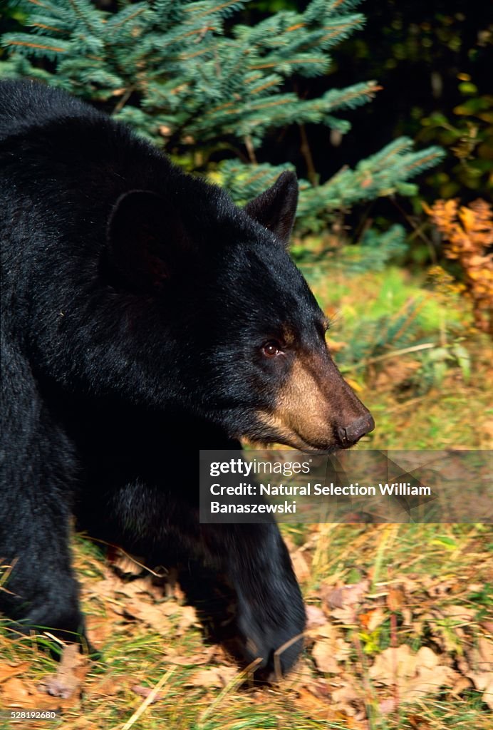 Black Bear