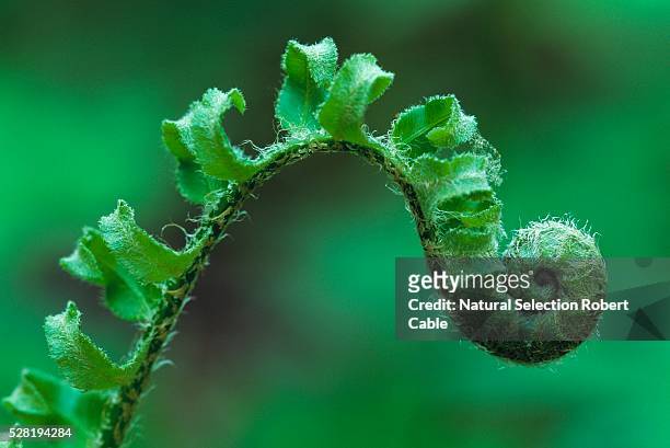fiddlehead of christmas fern - frond stock pictures, royalty-free photos & images