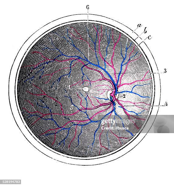 Eye Rays 90 Eye Retina Drawing High Res Illustrations - Getty Images