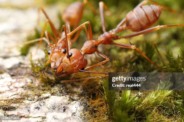 red weaver ant - weberameise stock-fotos und bilder