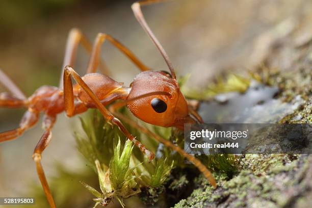 red weaver ant - weberameise stock-fotos und bilder