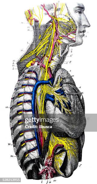 antique medical scientific illustration high-resolution: nervous system - bone marrow stock illustrations