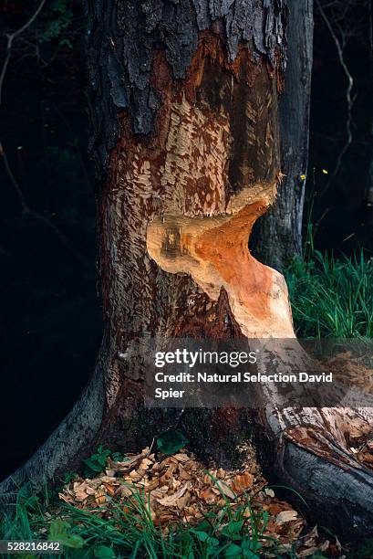 beaver cut in wild black cherry tree - beaver chew stock pictures, royalty-free photos & images