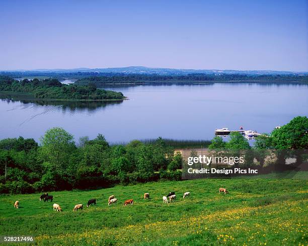 cattle grazing in field by lough erne - lough erne bildbanksfoton och bilder