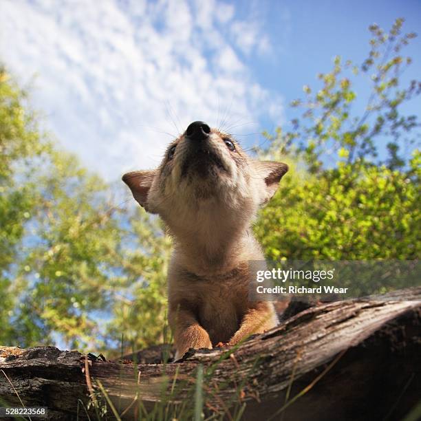 low angle of a coyote pup propped on a log - coyote pup stock pictures, royalty-free photos & images