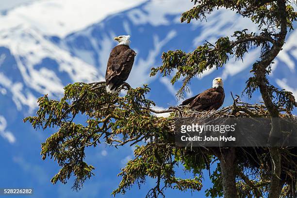 a mated pair of bald eagles (haliaeetus leucocephalus) watch over their newly hatched young in their nest in se alaska's tongass national forest near juneau, inside passage; alaska, united states of america - sitkafichte stock-fotos und bilder