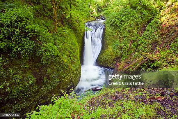 middle oneonta falls in columbia river gorge national scenic area - oneonta falls bildbanksfoton och bilder