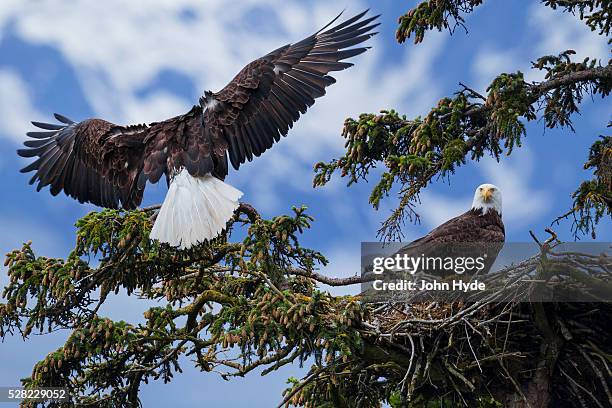 the male of a mated pair of bald eagles (haliaeetus leucocephalus) lands at their nest in a sitka spruce tree in se alaska's tongass national forest near juneau, inside passage; alaska, united states of america - sitkafichte stock-fotos und bilder