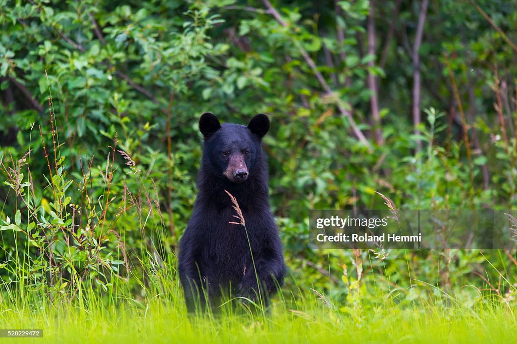 Black bear (Ursus americanus) on the green grassy riverbank; Dawson, Yukon, Canada