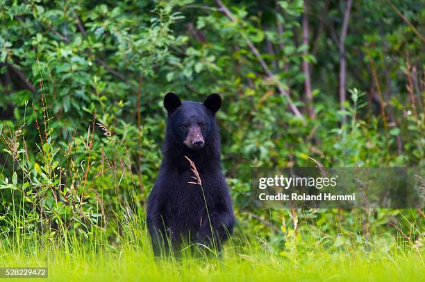black bear (ursus americanus) on the green grassy riverbank; dawson, yukon, canada - rio yukon - fotografias e filmes do acervo